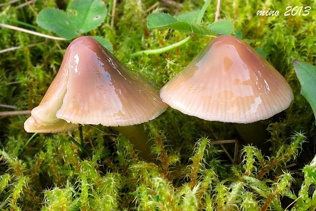 lúčnica žltozelená Gliophorus psittacinus (Schaeff.) Herink