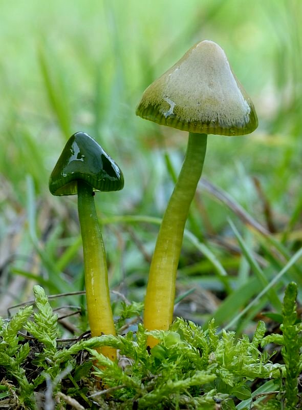 lúčnica žltozelená Gliophorus psittacinus (Schaeff.) Herink