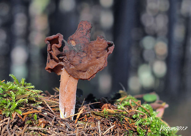 ušiak mitrovitý Gyromitra infula (Schaeff.) Quél.