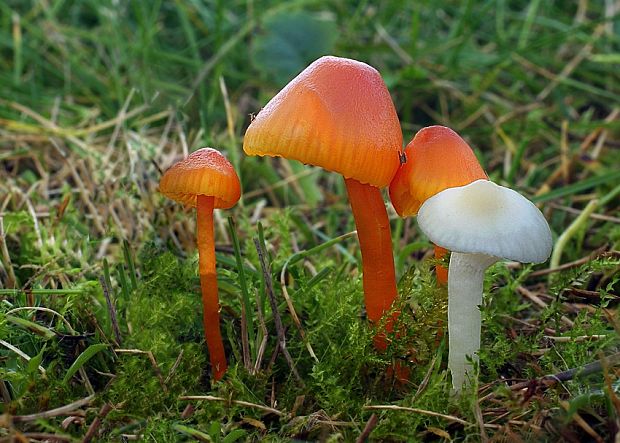 lúčnica horká Hygrocybe mucronella (Fr.) P. Karst.