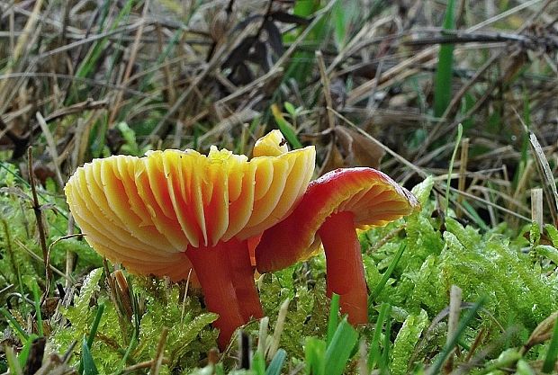 lúčnica granátovočervená Hygrocybe punicea (Fr.) P. Kumm.