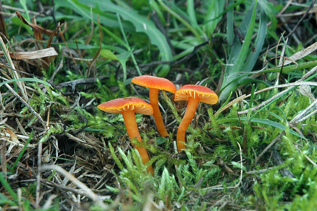 lúčnica Hygrocybe sp.