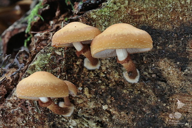 šupinačka menlivá Kuehneromyces mutabilis (Schaeff.) Singer & A.H. Sm.