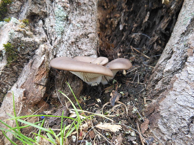 hliva ustricovitá Pleurotus ostreatus (Jacq.) P. Kumm.