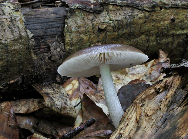 štítovka jelenia Pluteus cervinus (Schaeff.) P. Kumm.