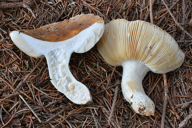 plávka lasičia Russula mustelina Fr.