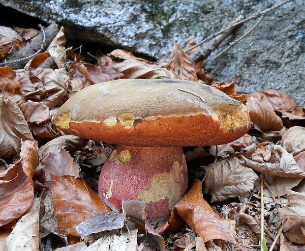 hríb zrnitohlúbikový Sutorius luridiformis (Rostk.) G. Wu & Zhu L. Yang