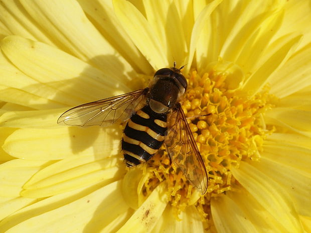 pestrica ríbezľová Syrphus ribesii