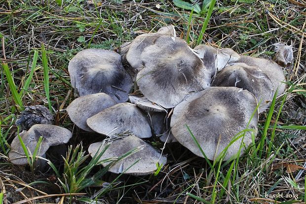 čírovka zemná Tricholoma terreum (Schaeff.) P. Kumm.