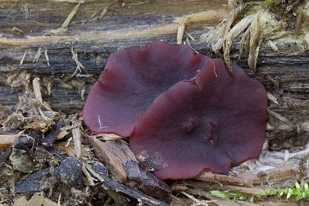 vrtidlovka veľkovýtrusná Ascocoryne cylichnium (Tul.) Korf