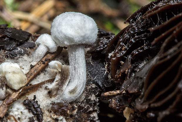 príživnica prášnicovitá Asterophora lycoperdoides (Bull.) Ditmar