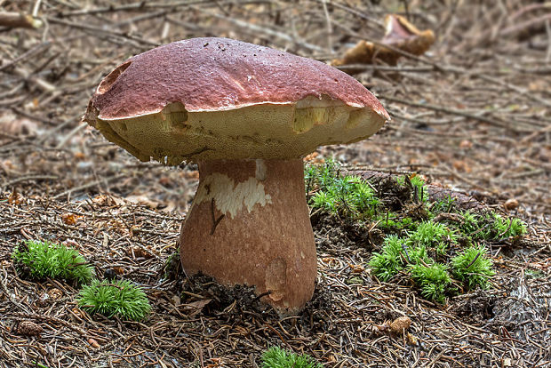 hríb sosnový Boletus pinophilus Pil. et Dermek in Pil.