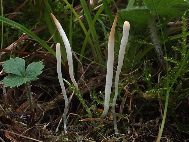 kyjačik kosáčikovitý Clavaria acuta Sowerby