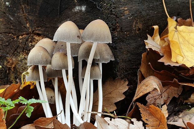 hnojník Coprinus sp.