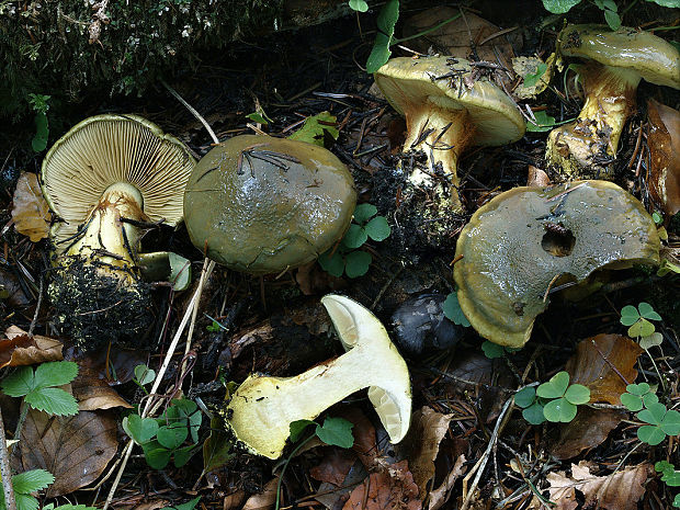 pavučinovec kopytníkový Cortinarius atrovirens Kalchbr.