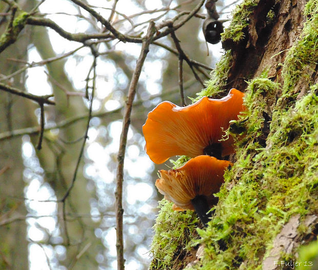 plamienka Flammulina sp.