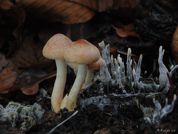 strapcovka tehlovočervená Hypholoma lateritium (Schaeff.) P. Kumm.