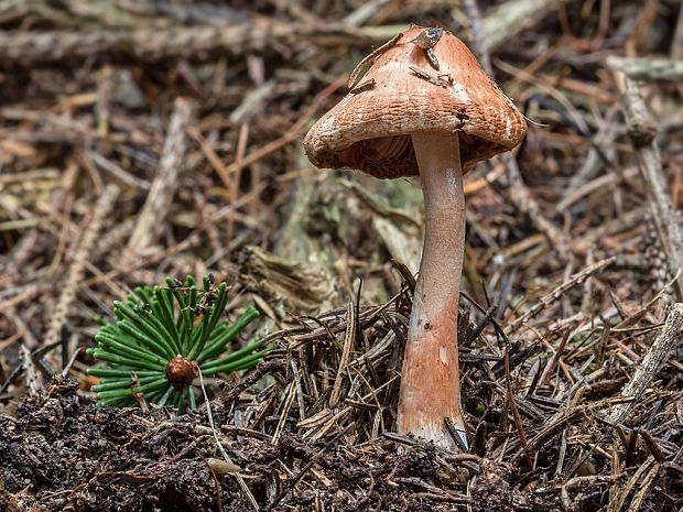 vláknica Whiteova Inocybe cf. pudica Kühner