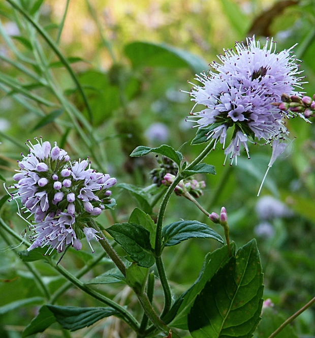 mäta vodná Mentha aquatica L.