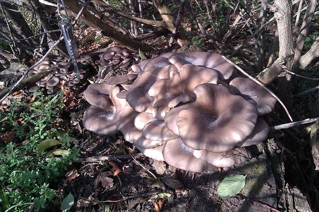 hliva Pleurotus sp.