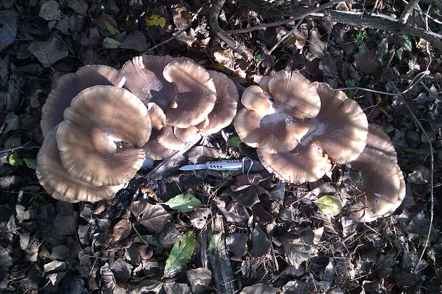 hliva Pleurotus sp.