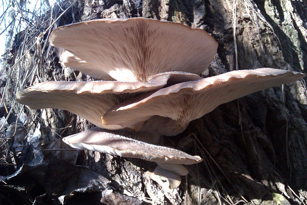 hliva Pleurotus sp.