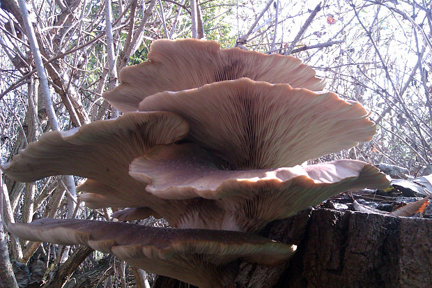 hliva Pleurotus sp.