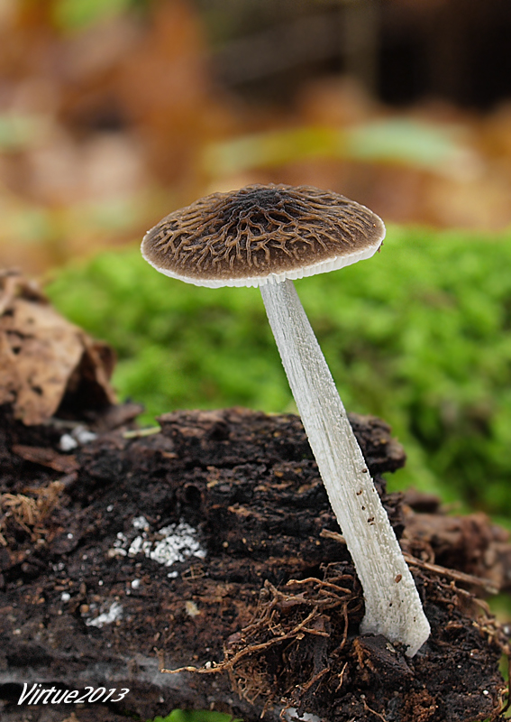 štítovka sivá Pluteus thomsonii (Berk. & Broome) Dennis