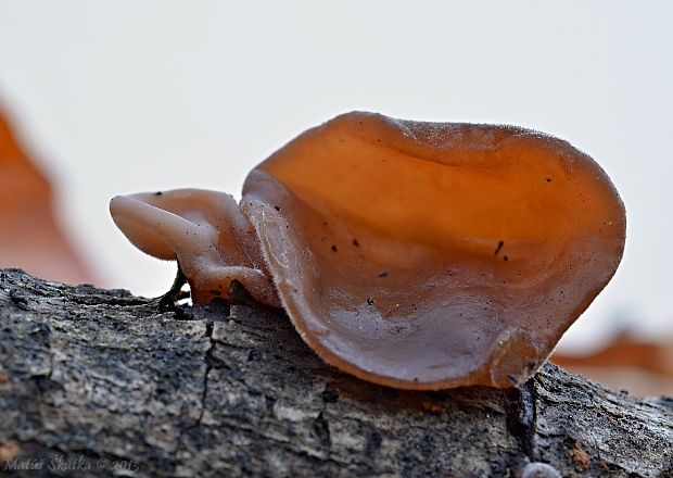 uchovec bazový Auricularia auricula-judae (Bull.) Quél.