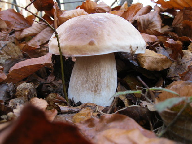 hríb smrekový Boletus edulis Bull.