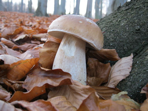 hríb smrekový Boletus edulis Bull.