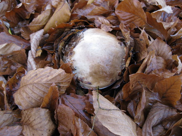 hríb smrekový Boletus edulis Bull.