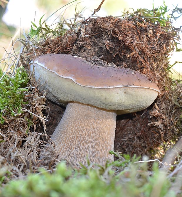 hríb smrekový Boletus edulis Bull.