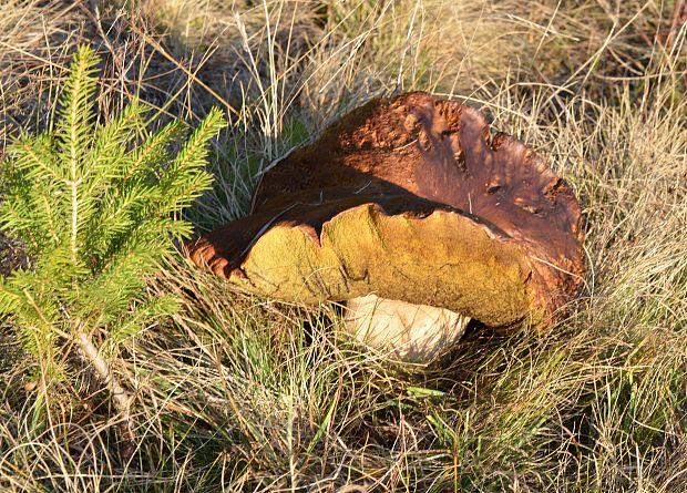 hríb smrekový Boletus edulis Bull.