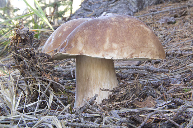 hríb smrekový Boletus edulis Bull.