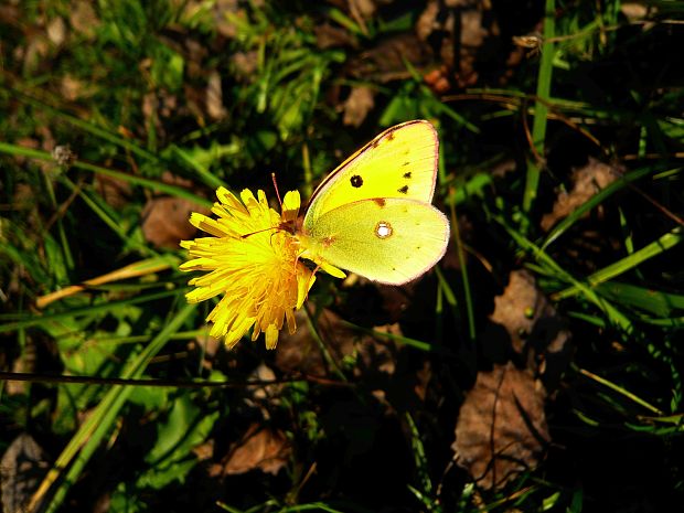 žltáčik Colias sp.