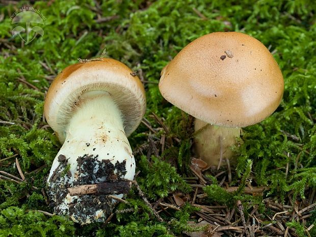 pavučinovec zlatohnedý Cortinarius percomis Fr.