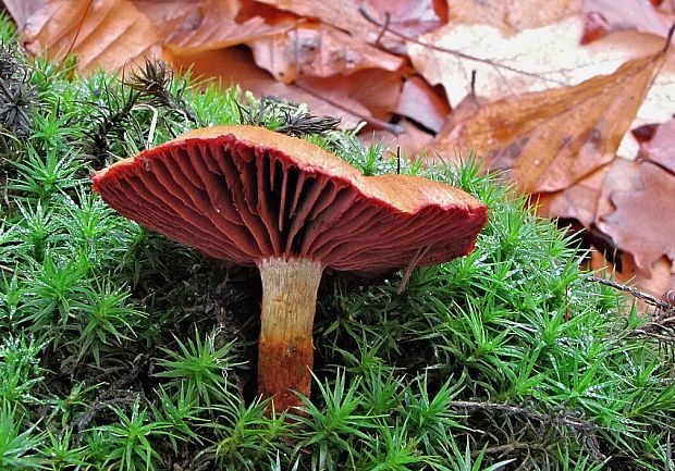 pavučinovec Cortinarius sp.