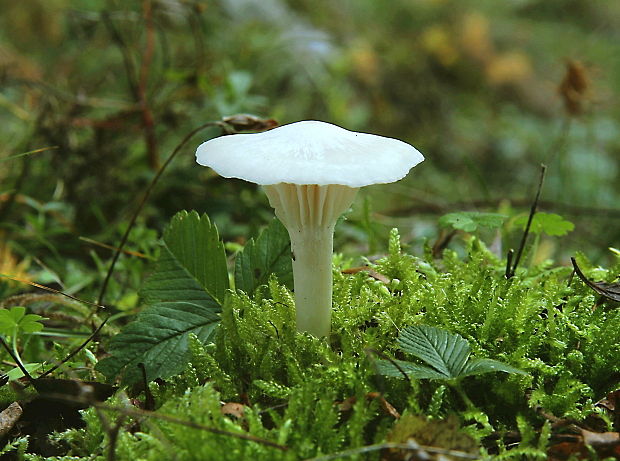 lúčnica snehobiela Cuphophyllus virgineus (Wulfen) Kovalenko