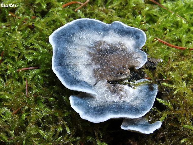 šťavnatec modrastý Cyanosporus caesius (Schrad.) McGinty