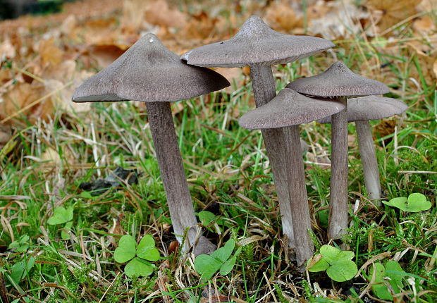 hodvábnica porfýrová Entoloma porphyrophaeum (Fr.) P. Karst.