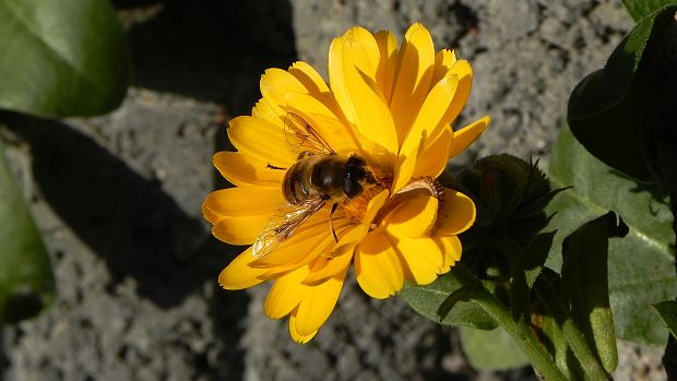 trúdovka obyčajná Eristalis tenax