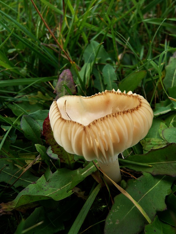 lúčnica Hygrocybe sp.