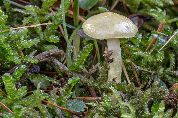 šťavnačka smrekovcová Hygrophorus lucorum Kalchbr.