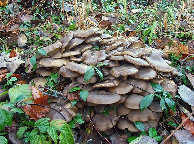 strmulec nakopený Lyophyllum decastes (Fr.) Singer