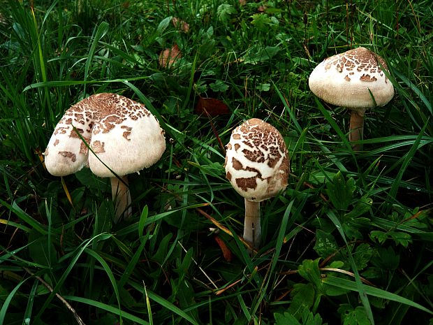 bedľa Konradova Macrolepiota konradii (Huijsman ex P.D. Orton) M.M. Moser