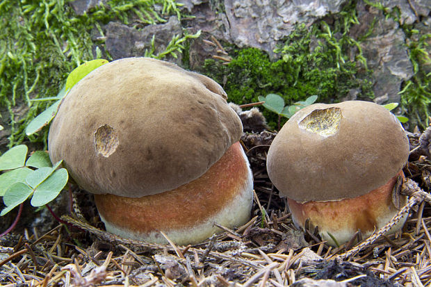 hríb zrnitohlúbikový Sutorius luridiformis (Rostk.) G. Wu & Zhu L. Yang