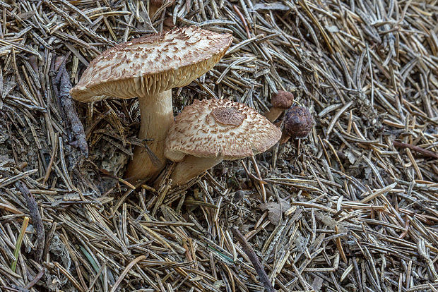 čírovka škridlicovitá Tricholoma vaccinum (Schaeff.) P. Kumm.