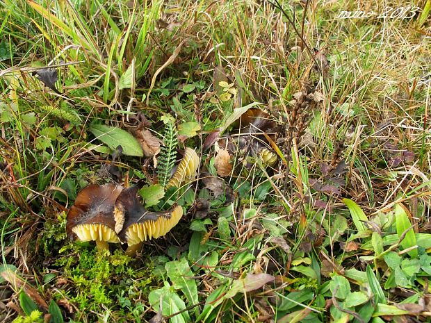 biotop lúčnica hnedožltá  (Hygrocybe spadicea)