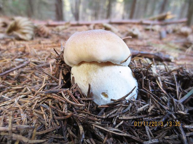 hríb smrekový Boletus edulis Bull.